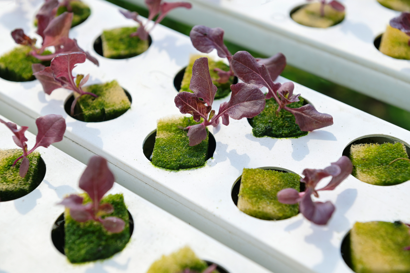 Mastering Algae in Hydroponics Causes, Prevention, and Control