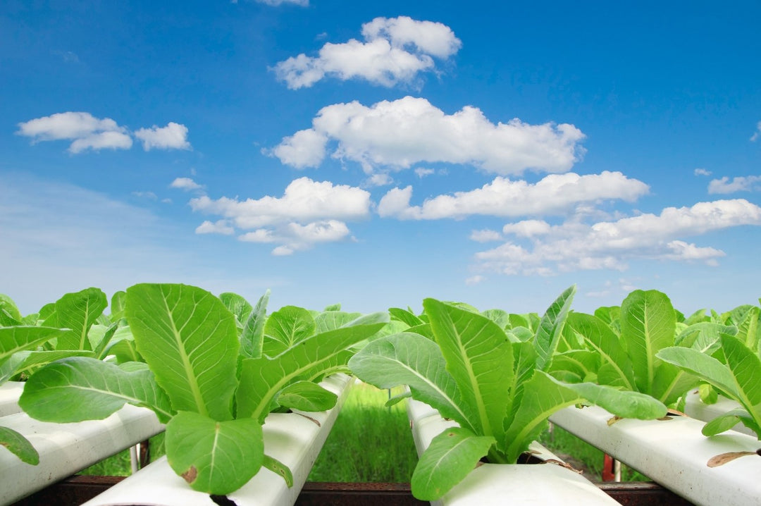 Unlocking the Potential of Hydroponics: A Comprehensive Guide to its Benefits