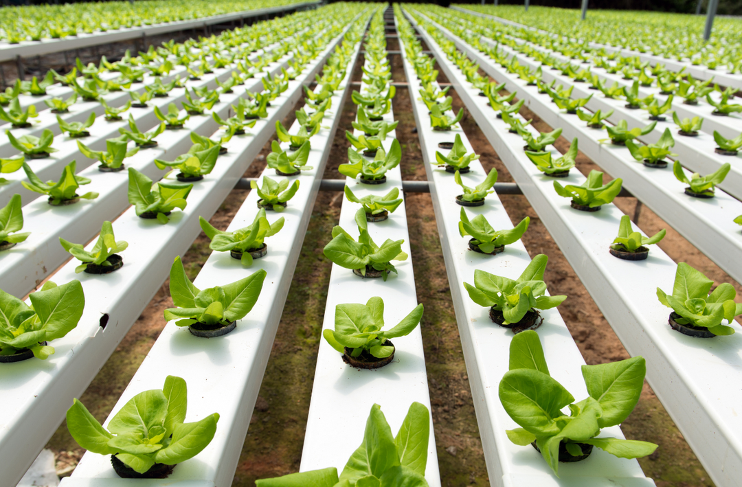 Explore the Fascinating World of Hydroponics: A Beginner's Guide