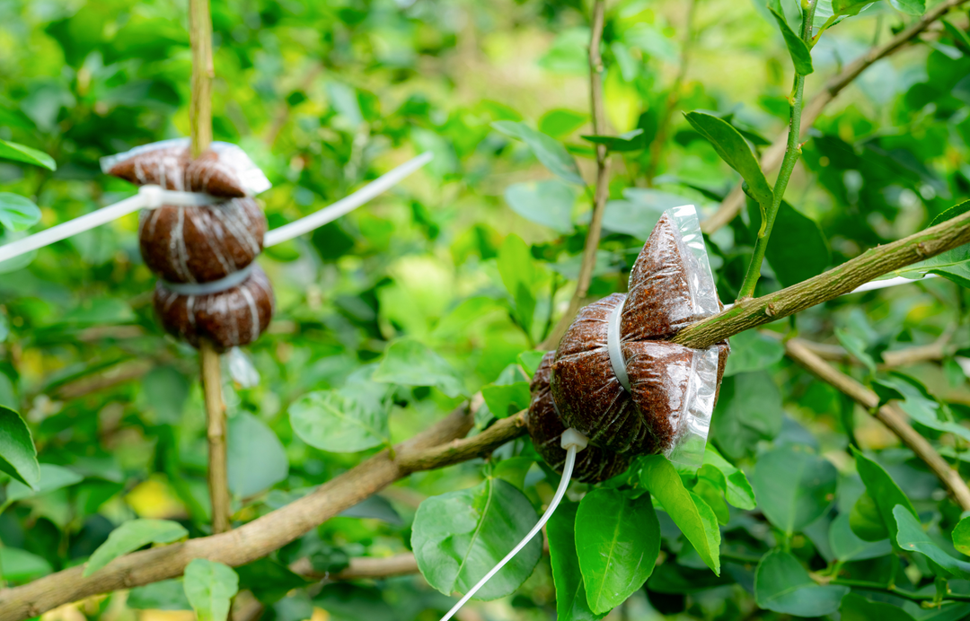 Air Layering: A Guide to Propagating Plants