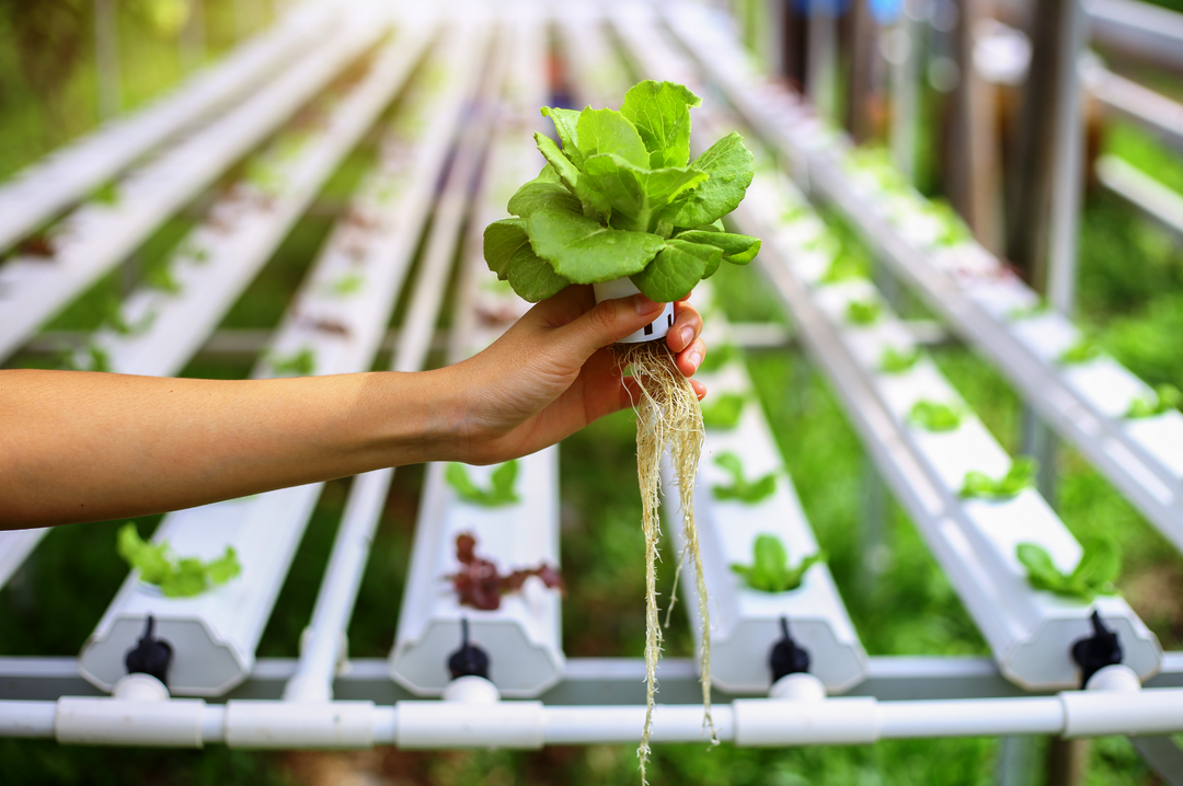 Top Picks for Hydroponic Farming: The Best Plants for Optimal Growth