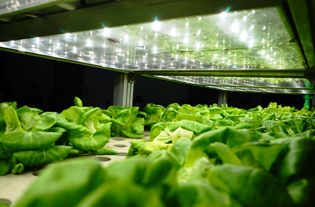 Revolutionise Your Urban Gardening with Hydroponics: Faster Growth, Higher Yields, and More Control