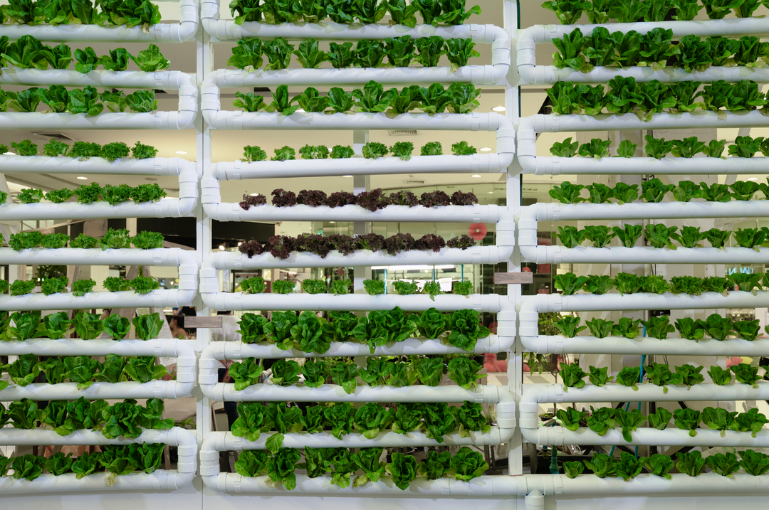 Exploring the Different Types of Hydroponic Systems: Which One is Right for You?