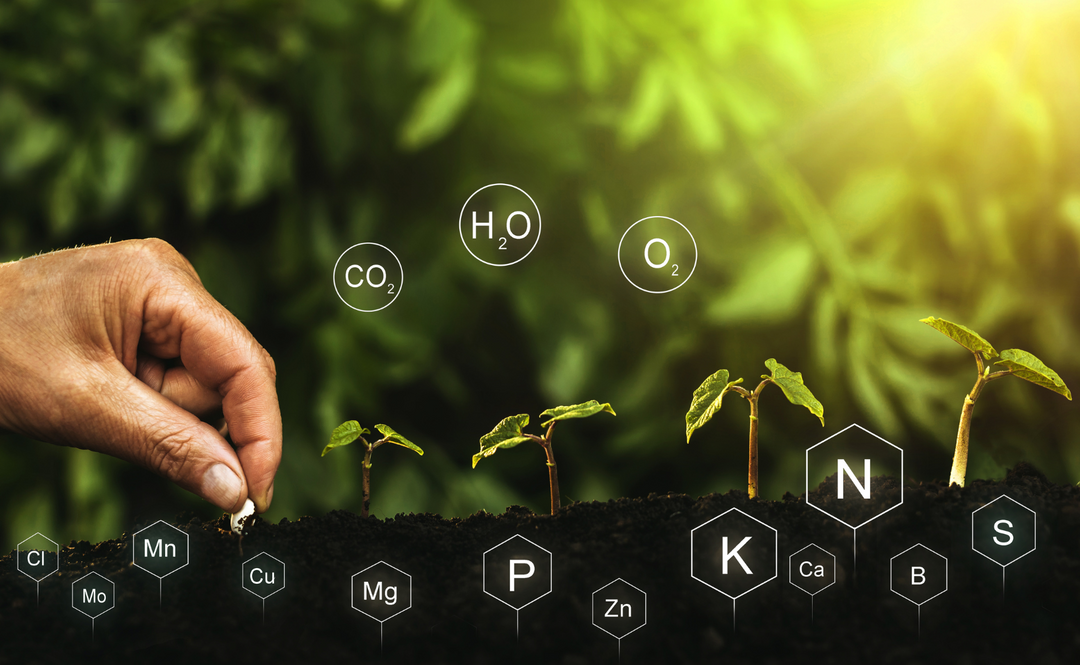 Plant Nutrients: A Comprehensive Guide