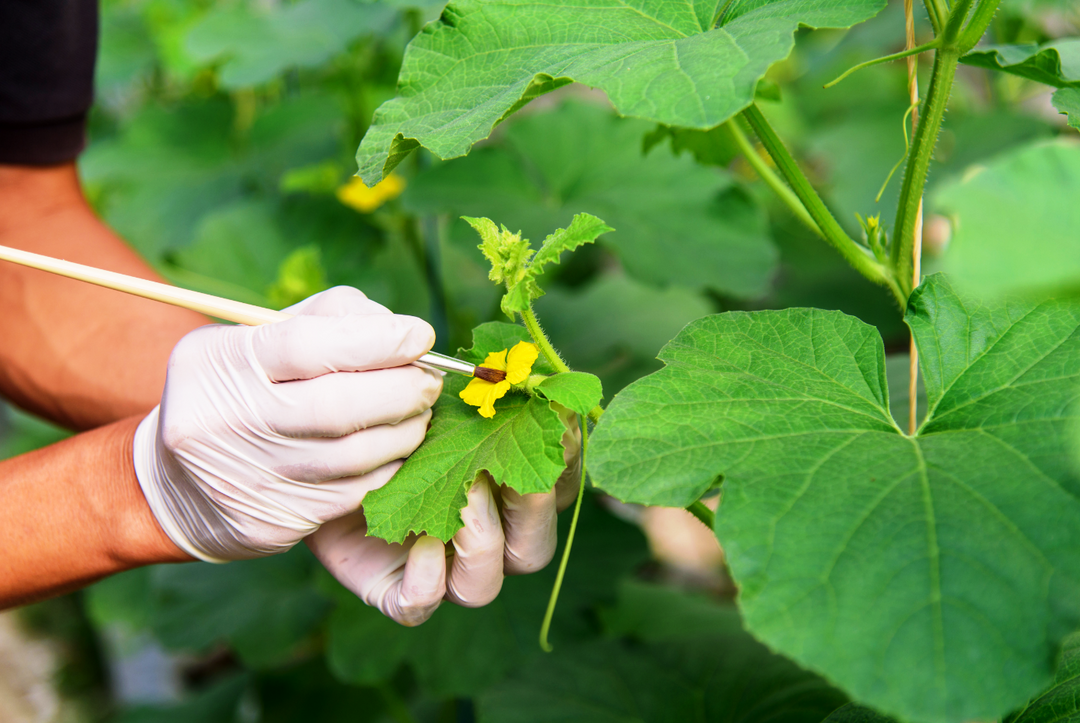 Pollination in Hydroponics: The Essential Guide