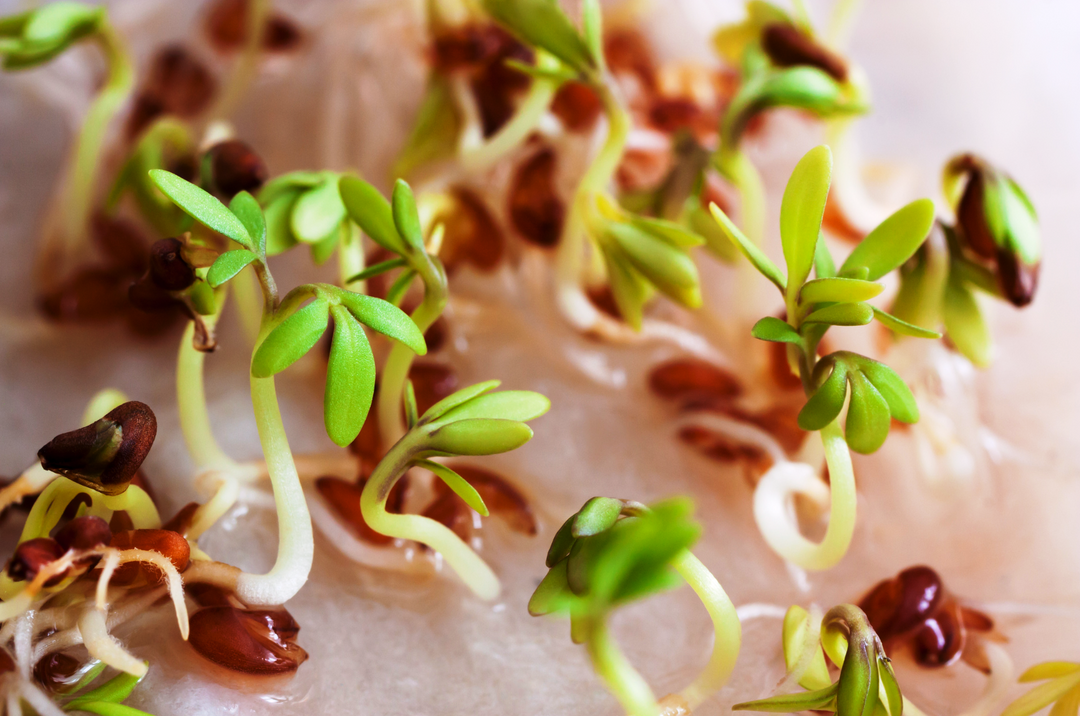 Step-by-Step Guide to Germinating Seeds for a Successful Hydroponic System