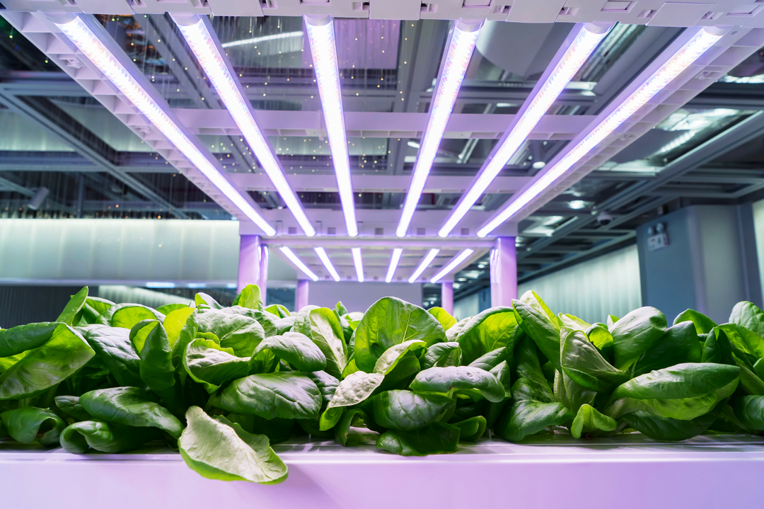 Choosing the Best Grow Lights for Your Hydroponic System