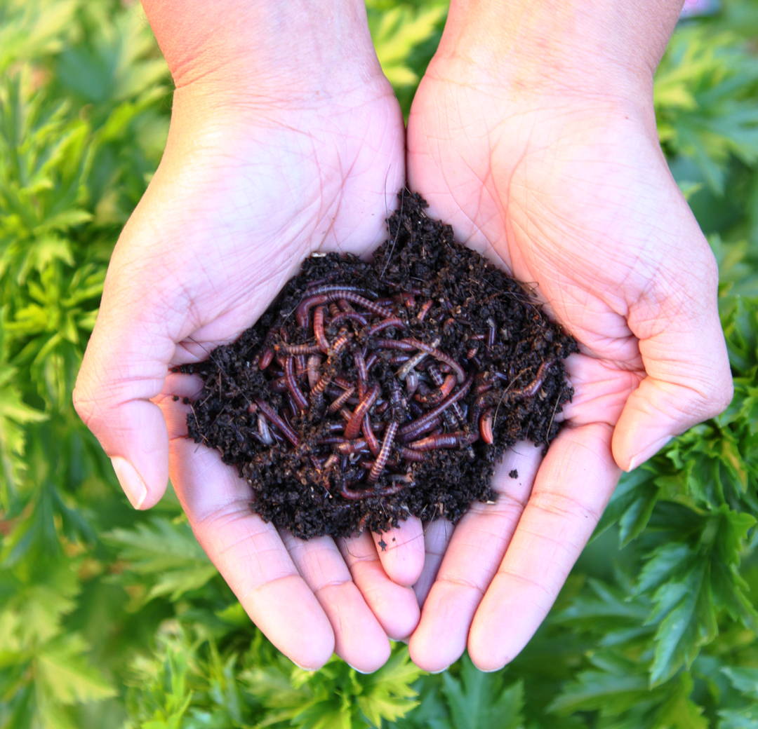 Using Worm Tea as an Organic Fertiliser in Hydroponics